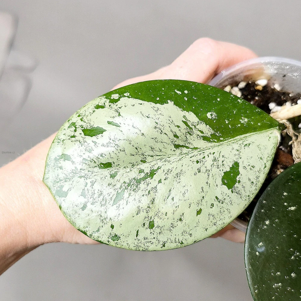 Hoya Obovata silver splash