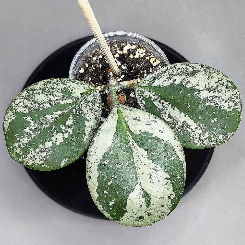 Hoya Obovata silver splash