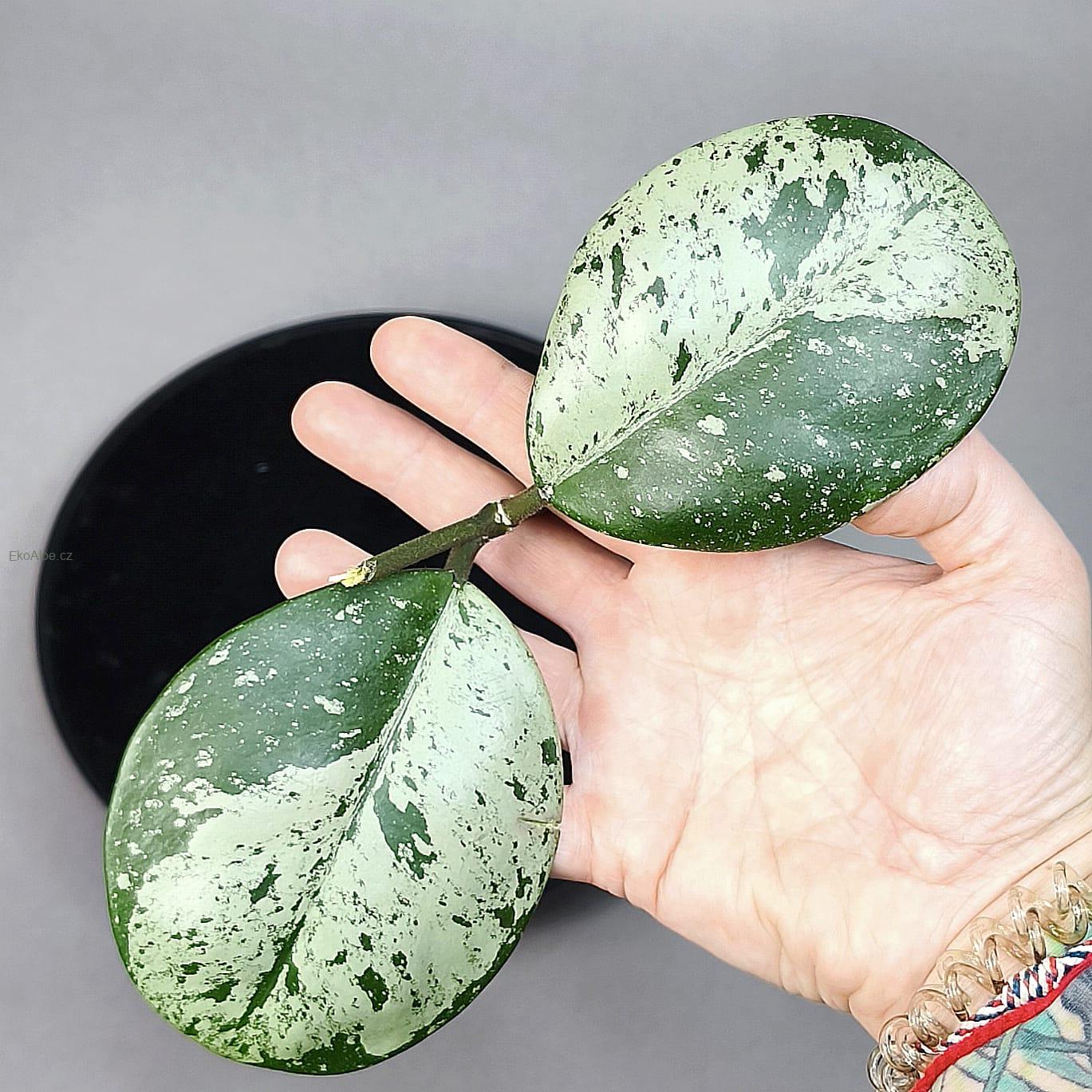 Hoya Obovata silver splash řízek k zakořenění