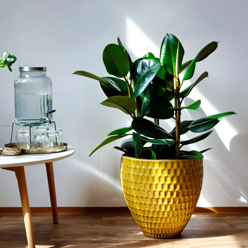Ficus elastica Robusta