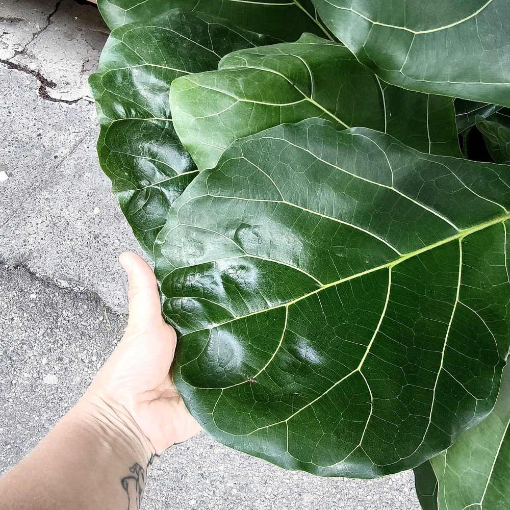 Ficus Lyrata XXL