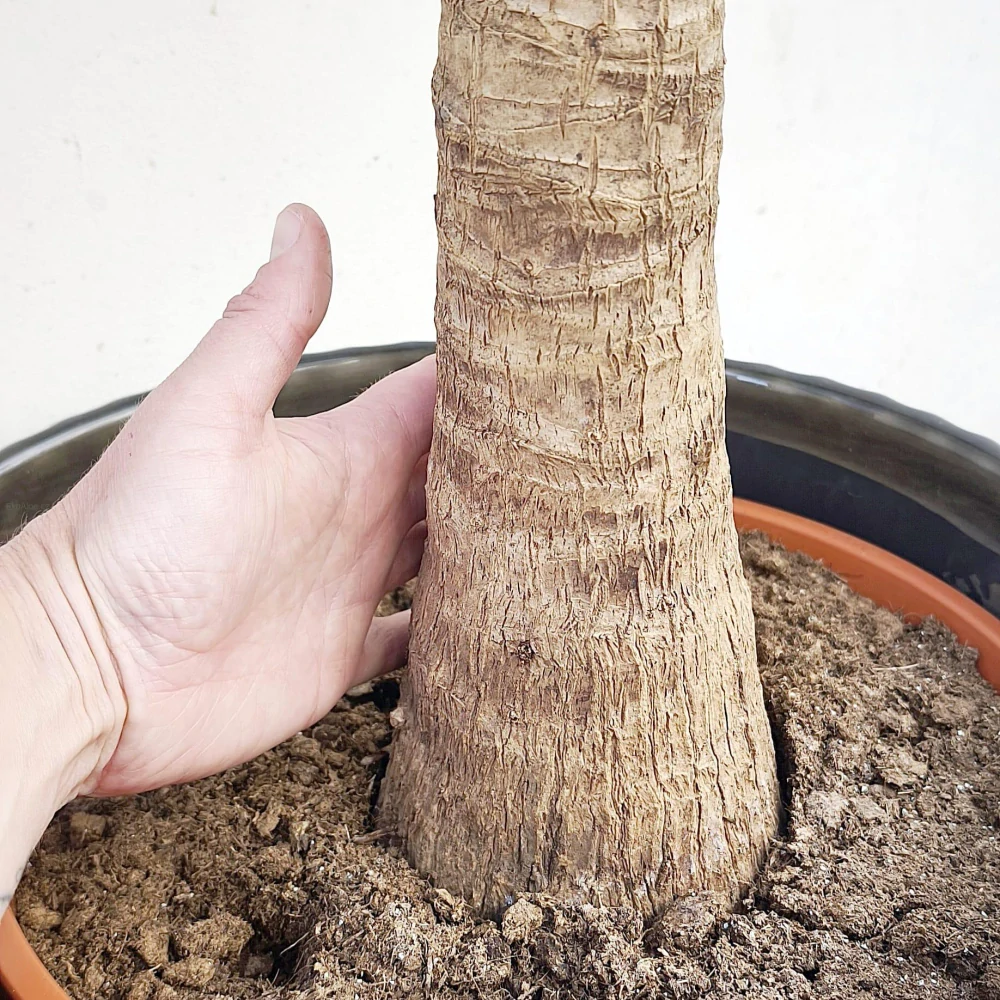 Yucca elephantipes
