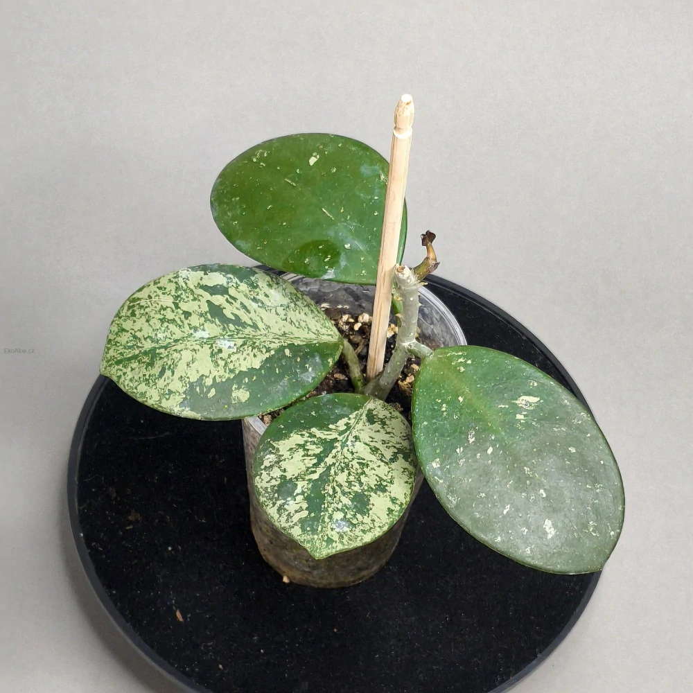 Hoya Obovata splash