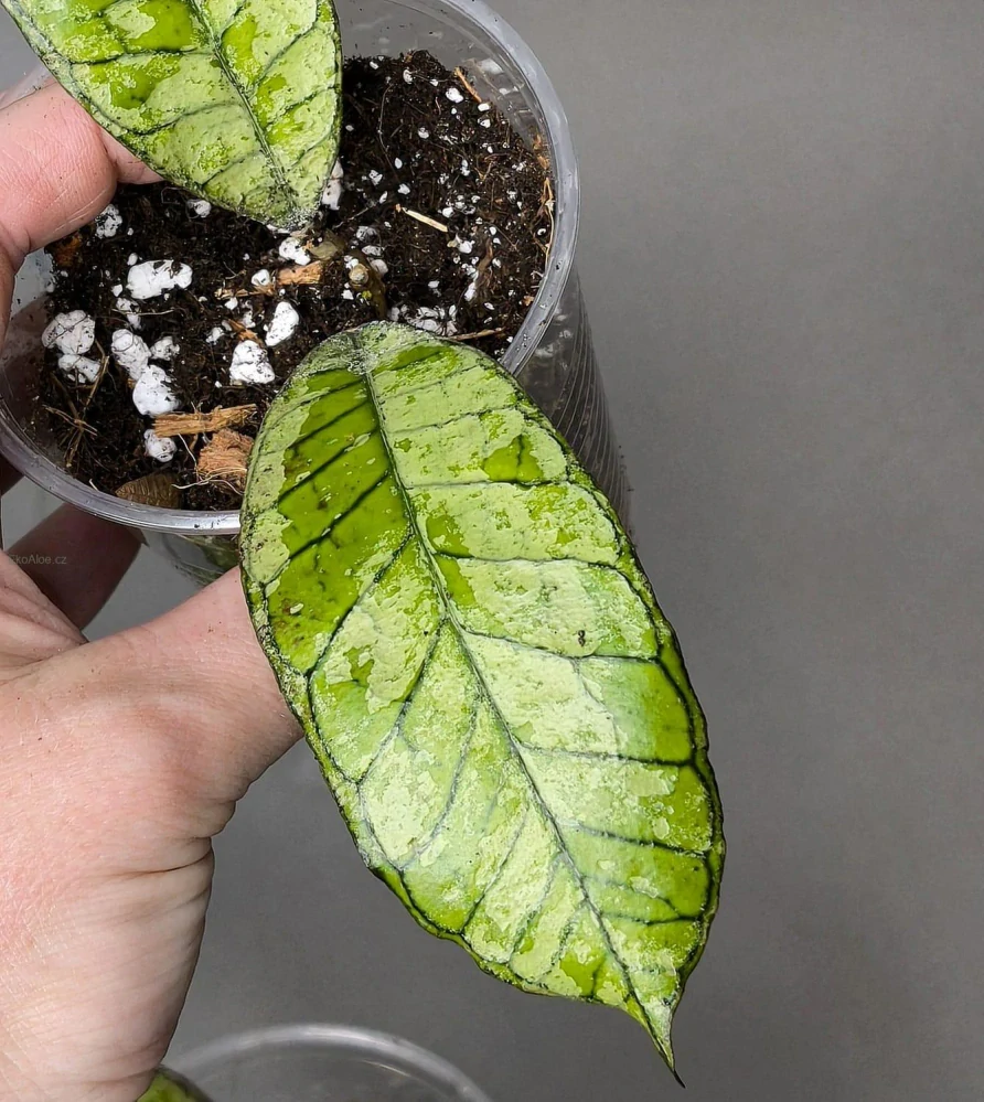 Hoya Gunung Ganing Ghost