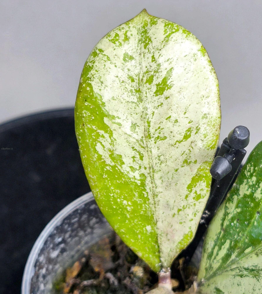 Hoya cv Michele silver splash
