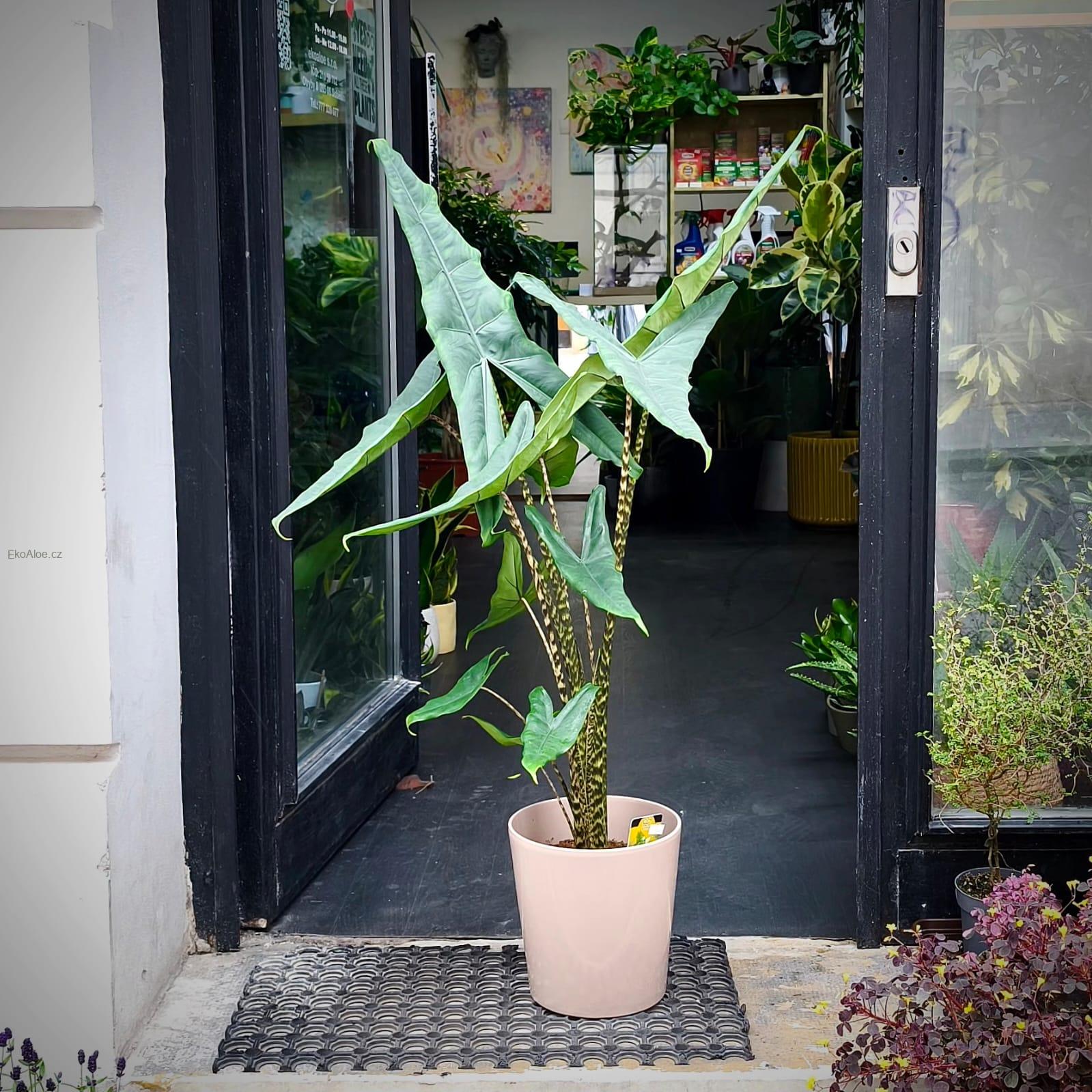 Alocasia zebrina Tigrina superba