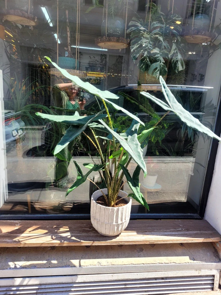 Alocasia zebrina Tigrina superba