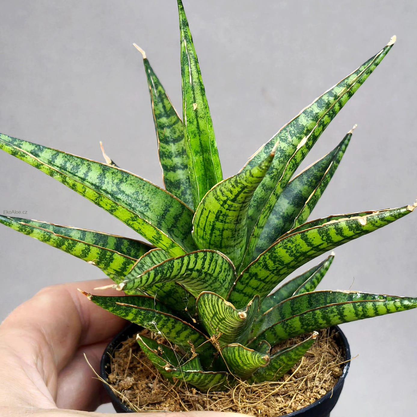 Sansevieria Hybrid Renjana