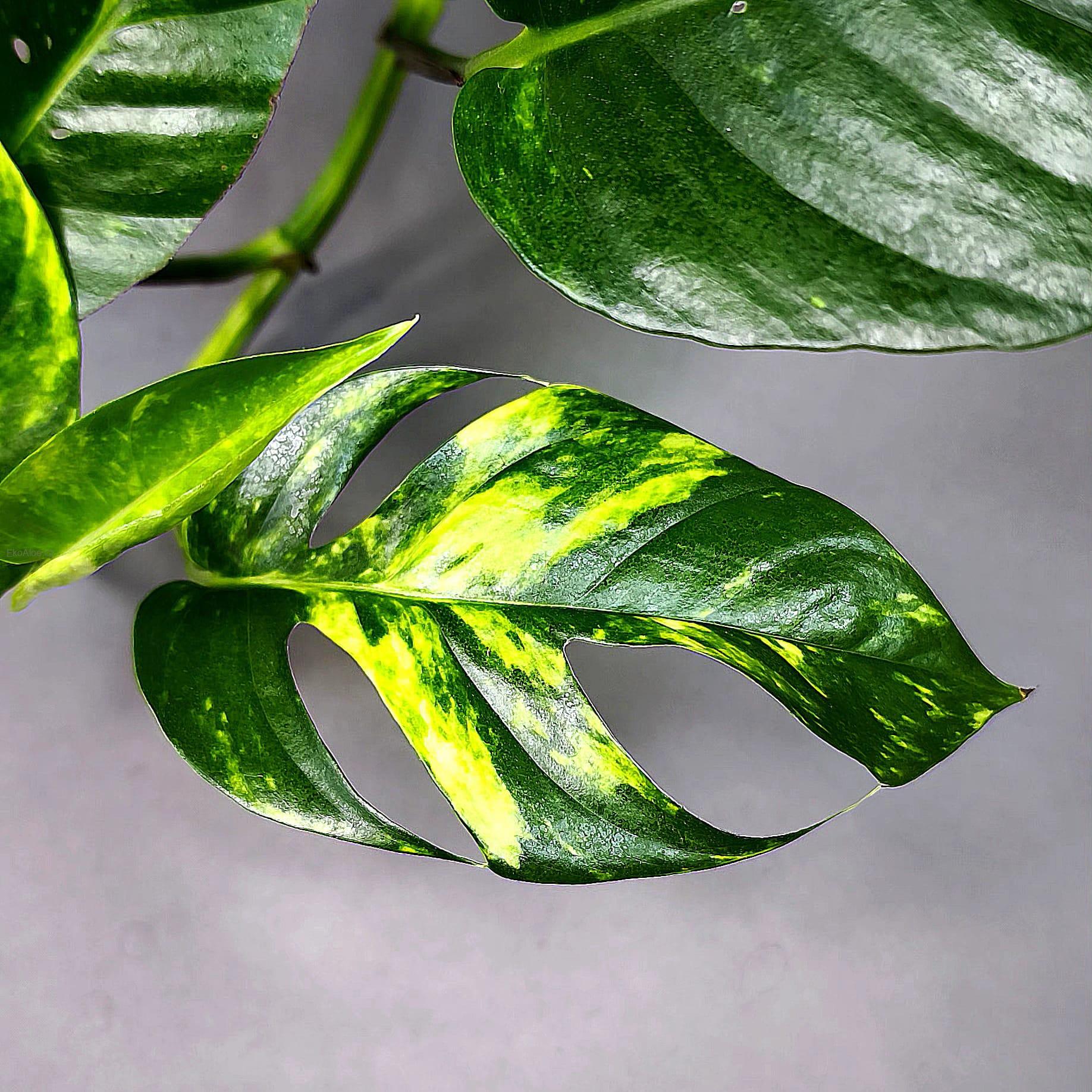 Epipremnum pinnatum Cintho Goldfinger