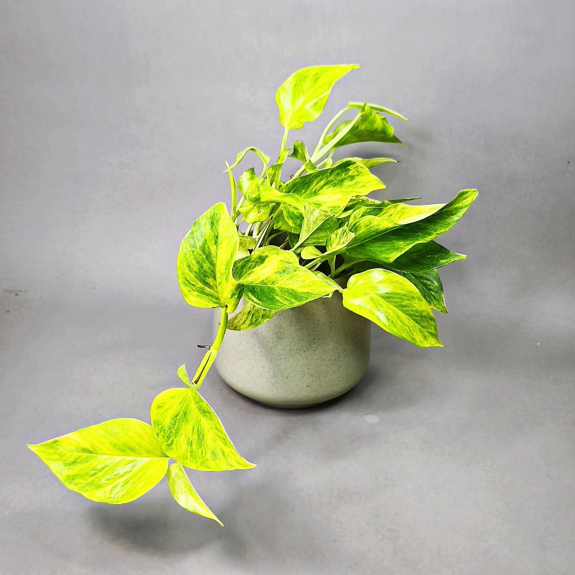 Epipremnum aureum Hicolor