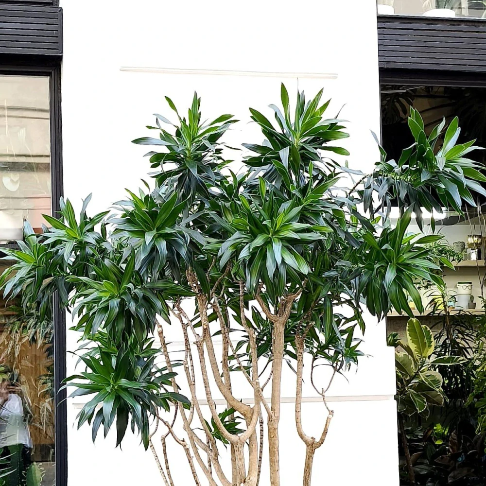 Dracaena reflexa song of jamaica
