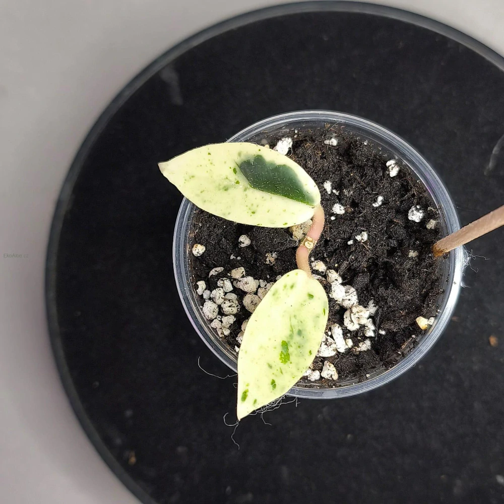 Hoya Carnosa Madara 'Snow Angel'