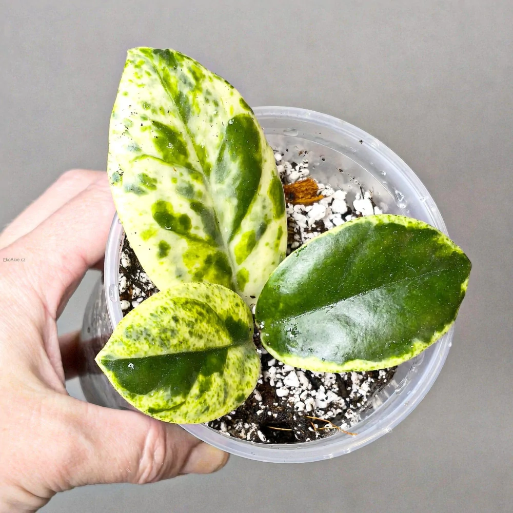 Hoya Carnosa Madara 'Snow Angel'