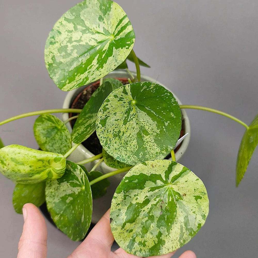 Pilea peperomioides Mojito