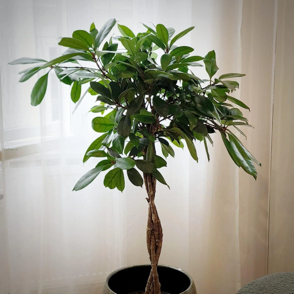 Ficus cyathistipula