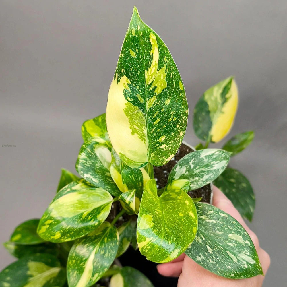 Philodendron Green Congo Variegata