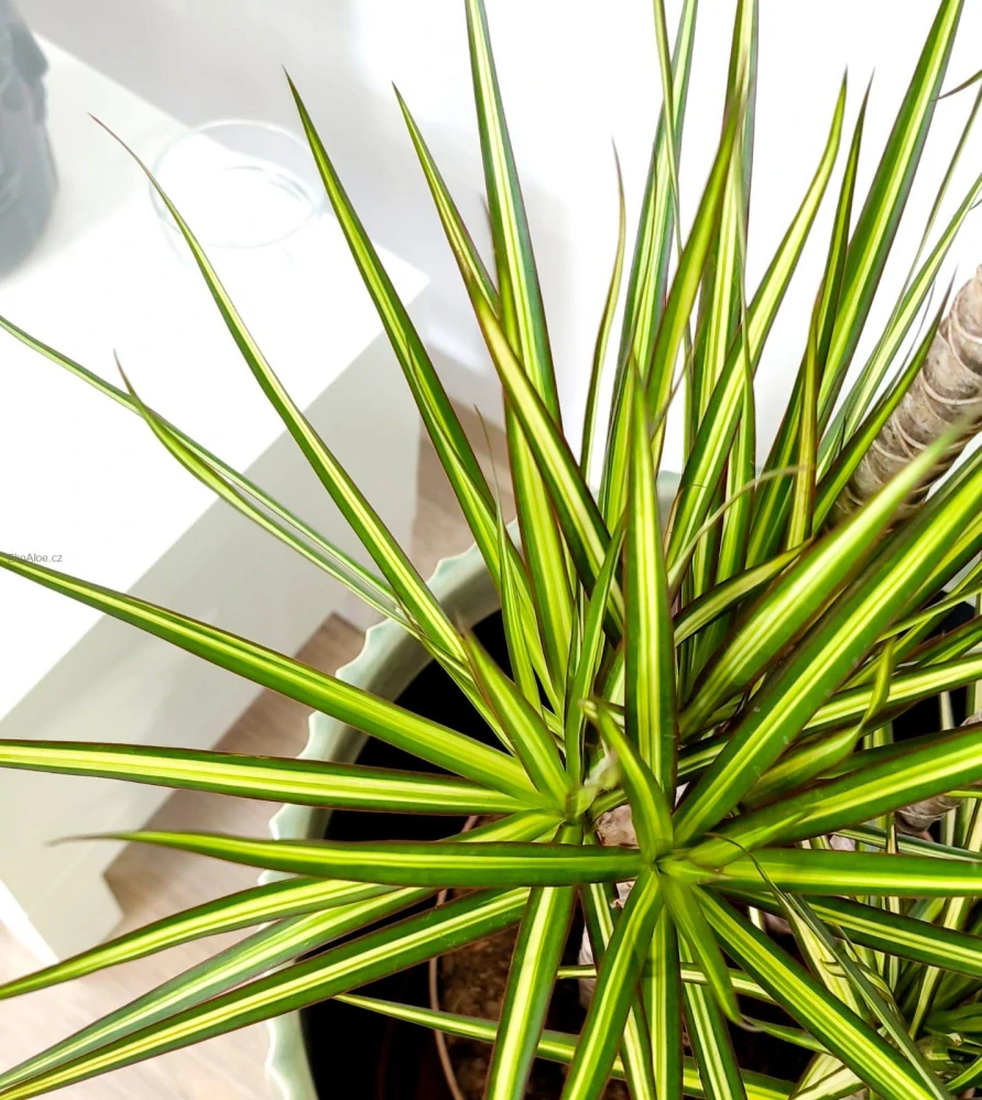 Dracaena Sunshine L