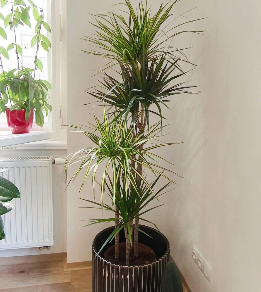 Dracaena mix XXL