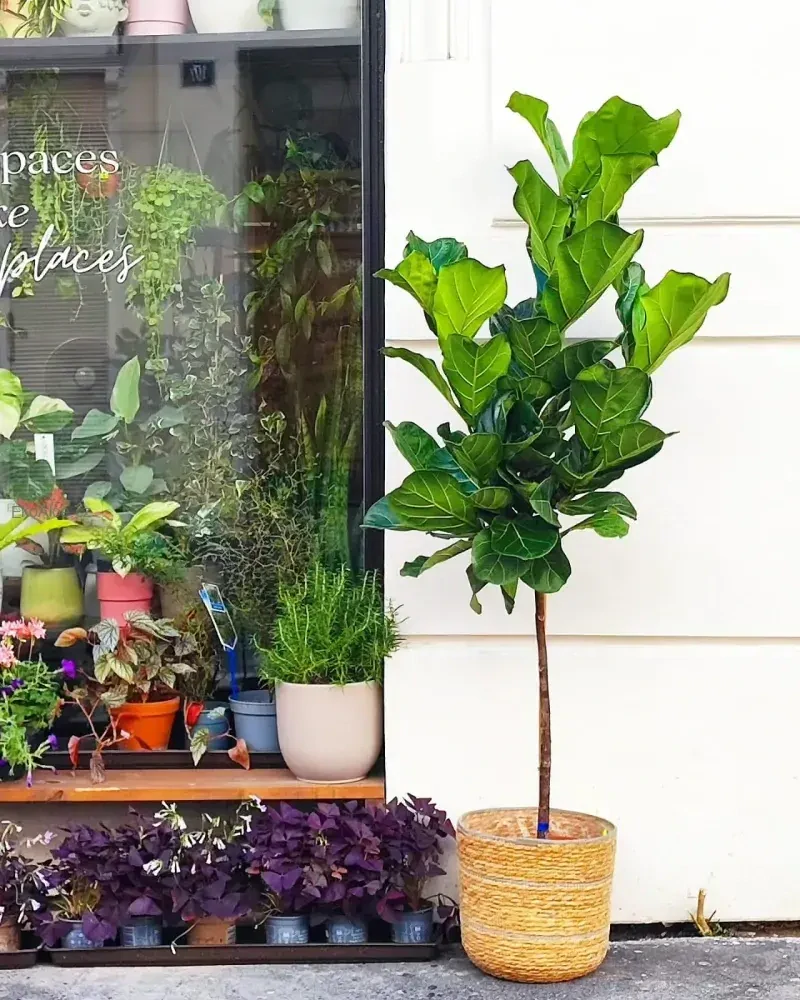 Ficus Lyrata na stonku