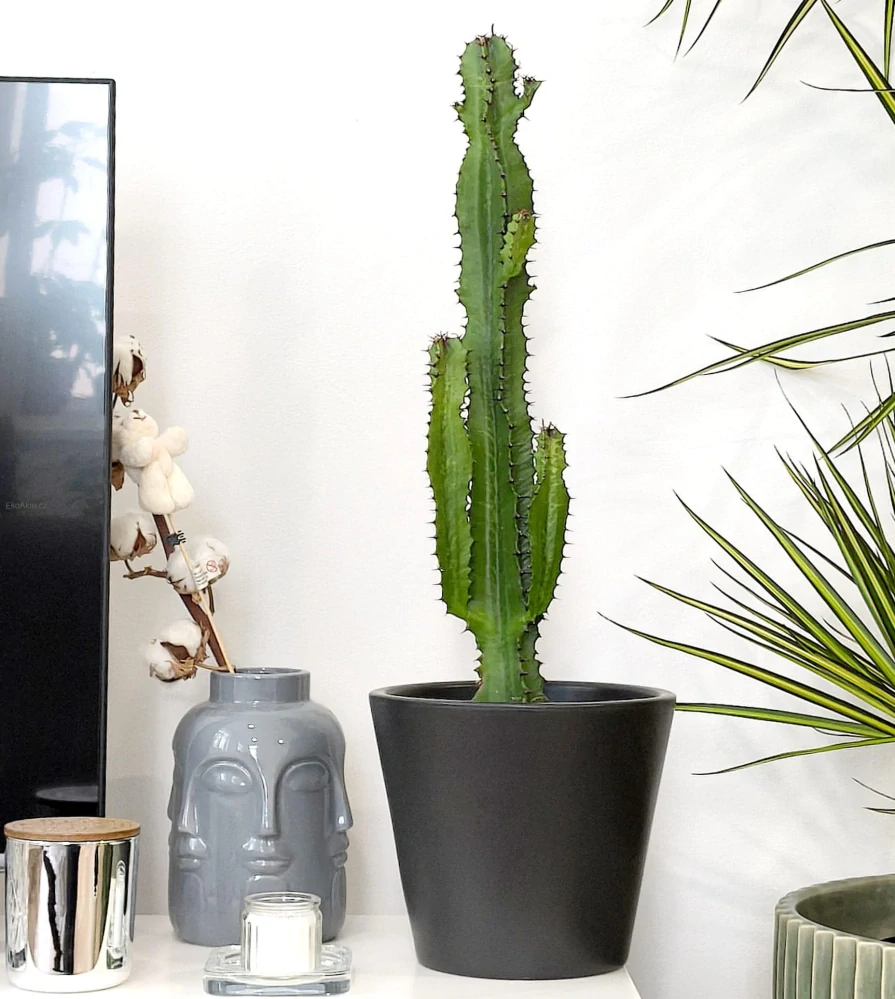 Euphorbia ingens - Pryšec obrovský