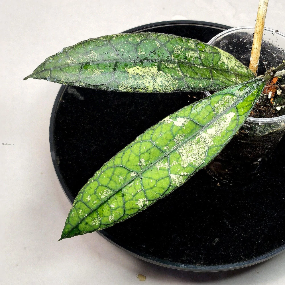 Hoya clemensiorum Black Splash