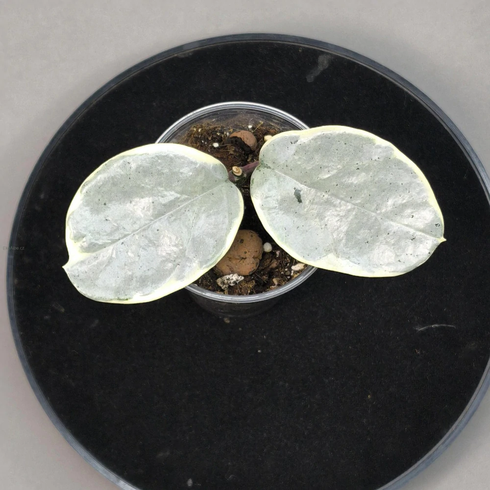 Hoya Argentea Picta