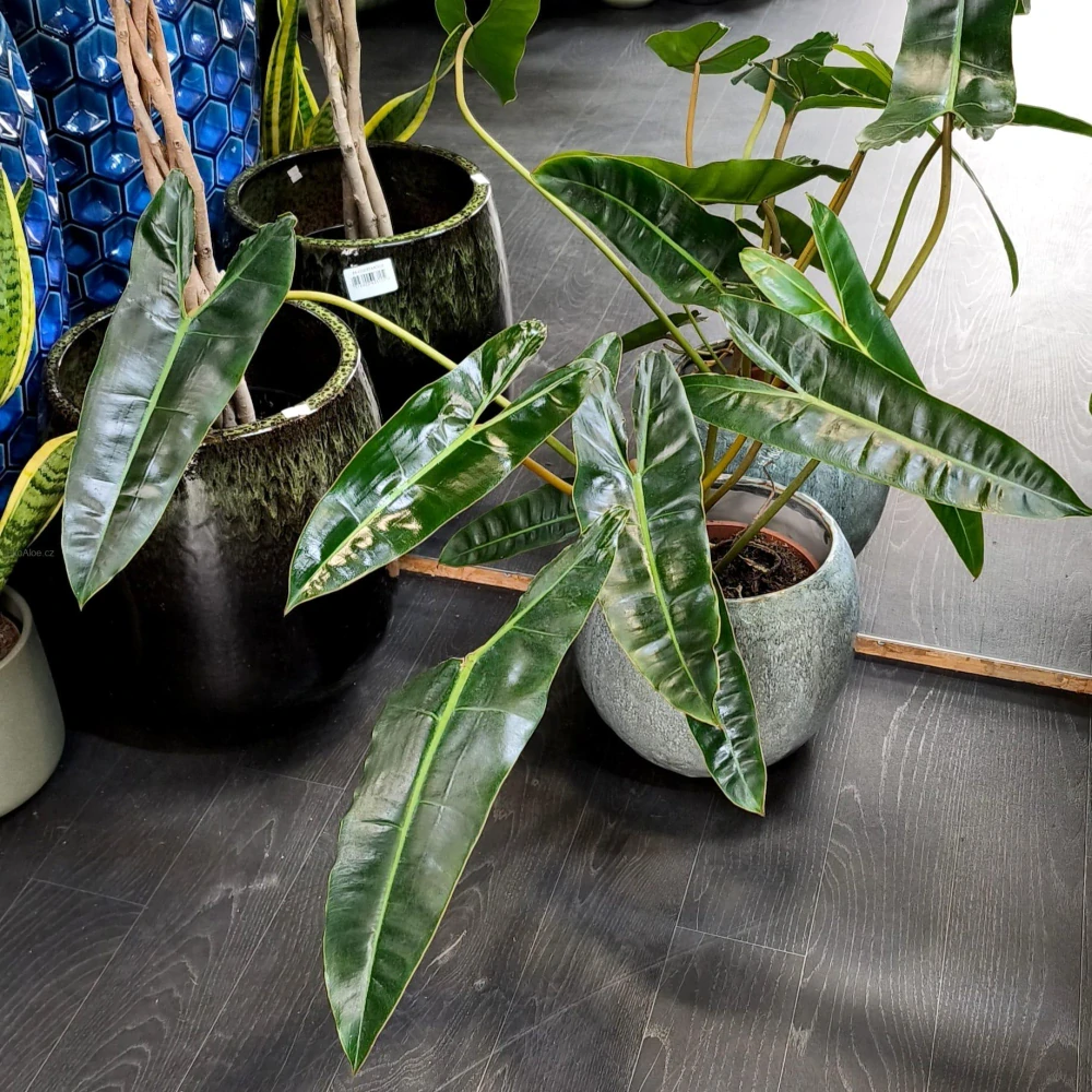 Philodendron Billietiae