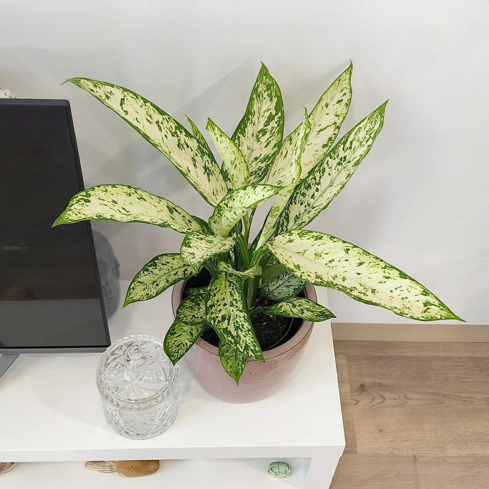 Diefenbachia Vesuvius XL