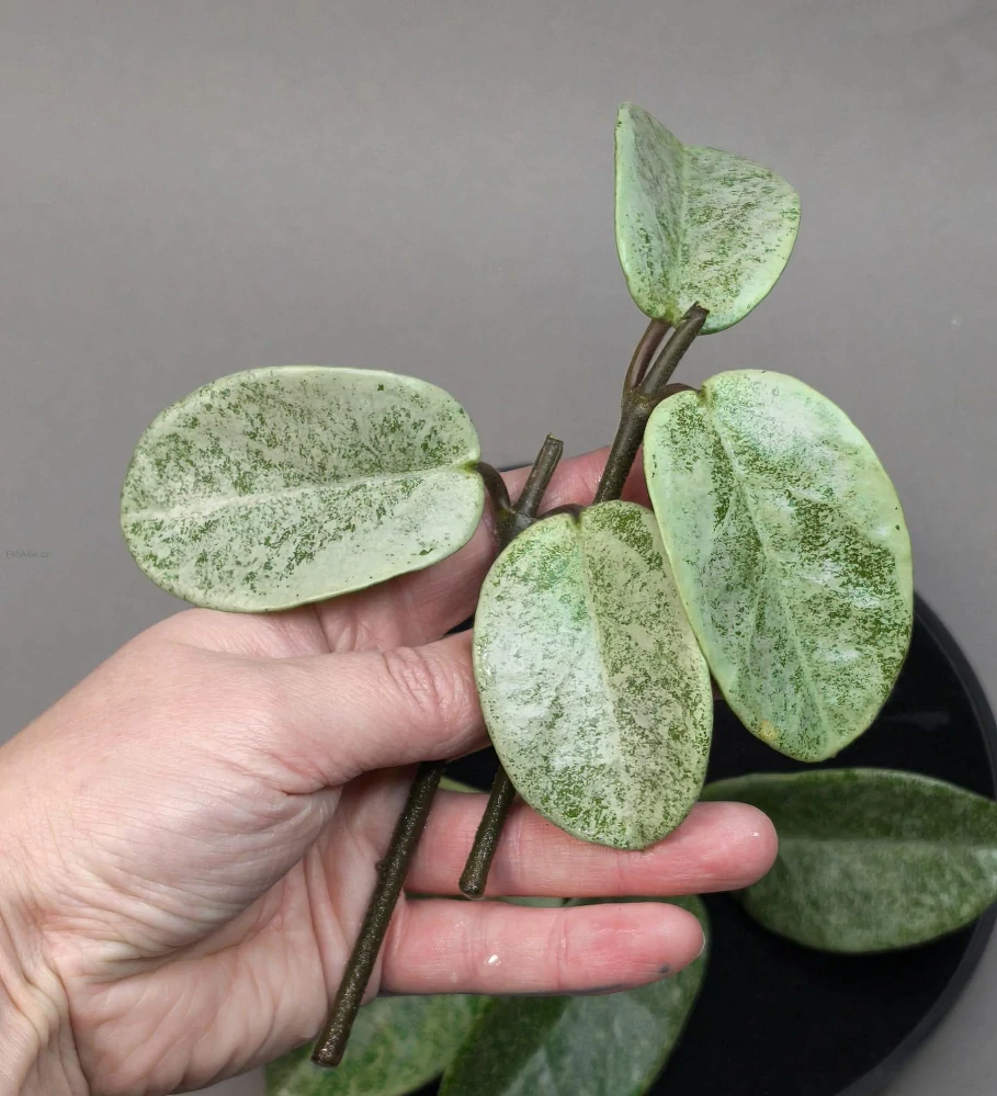 Hoya carnosa Nova Ghost řízek k zakořenění