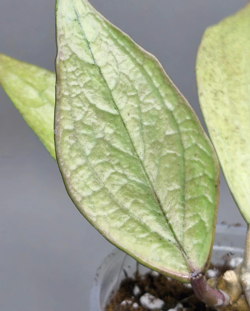 Hoya sp. Germany Silver