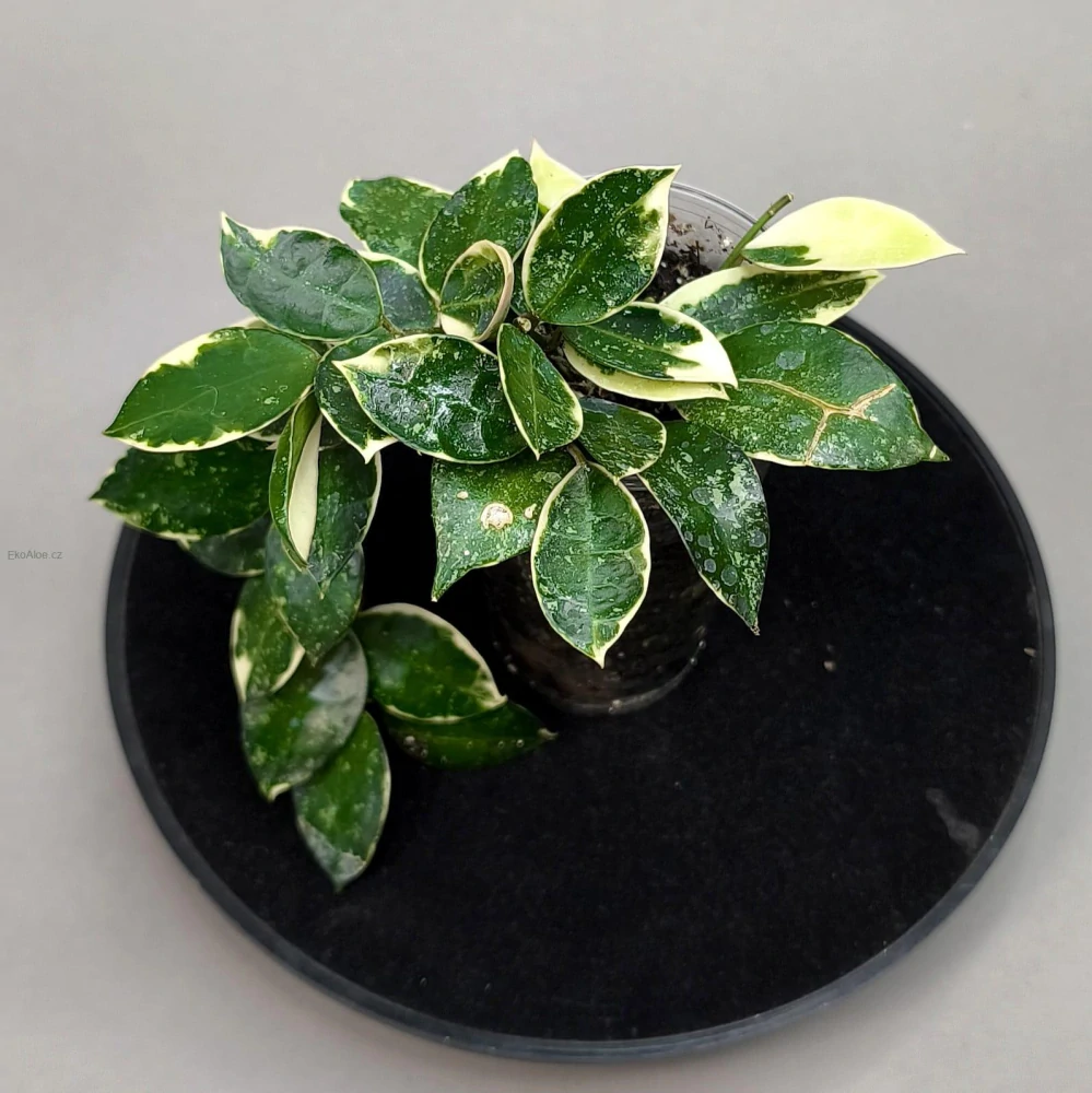 Hoya lacunosa 'Asami' splash