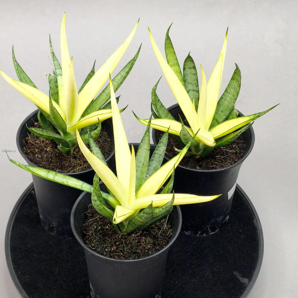 Sansevieria Comet Chrysanta Lemon