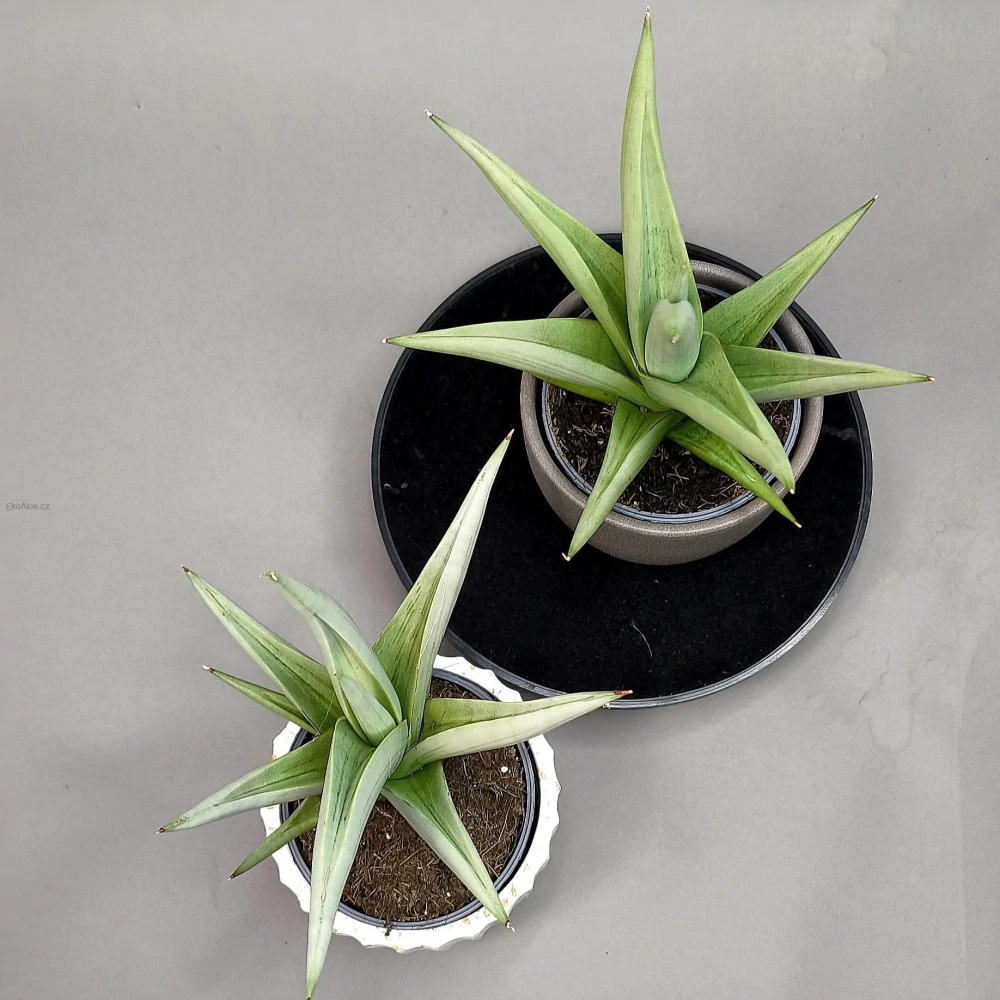 Sansevieria hybrid Chanin