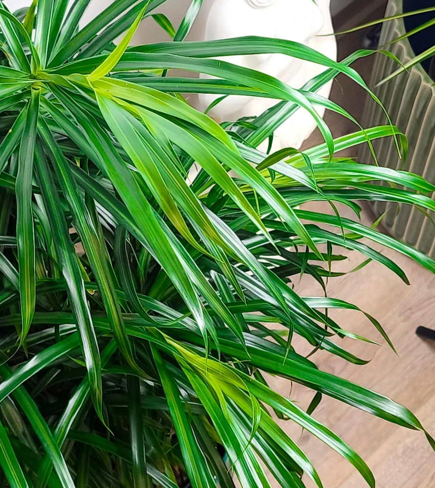 Dracaena Anita - Dračí strom 