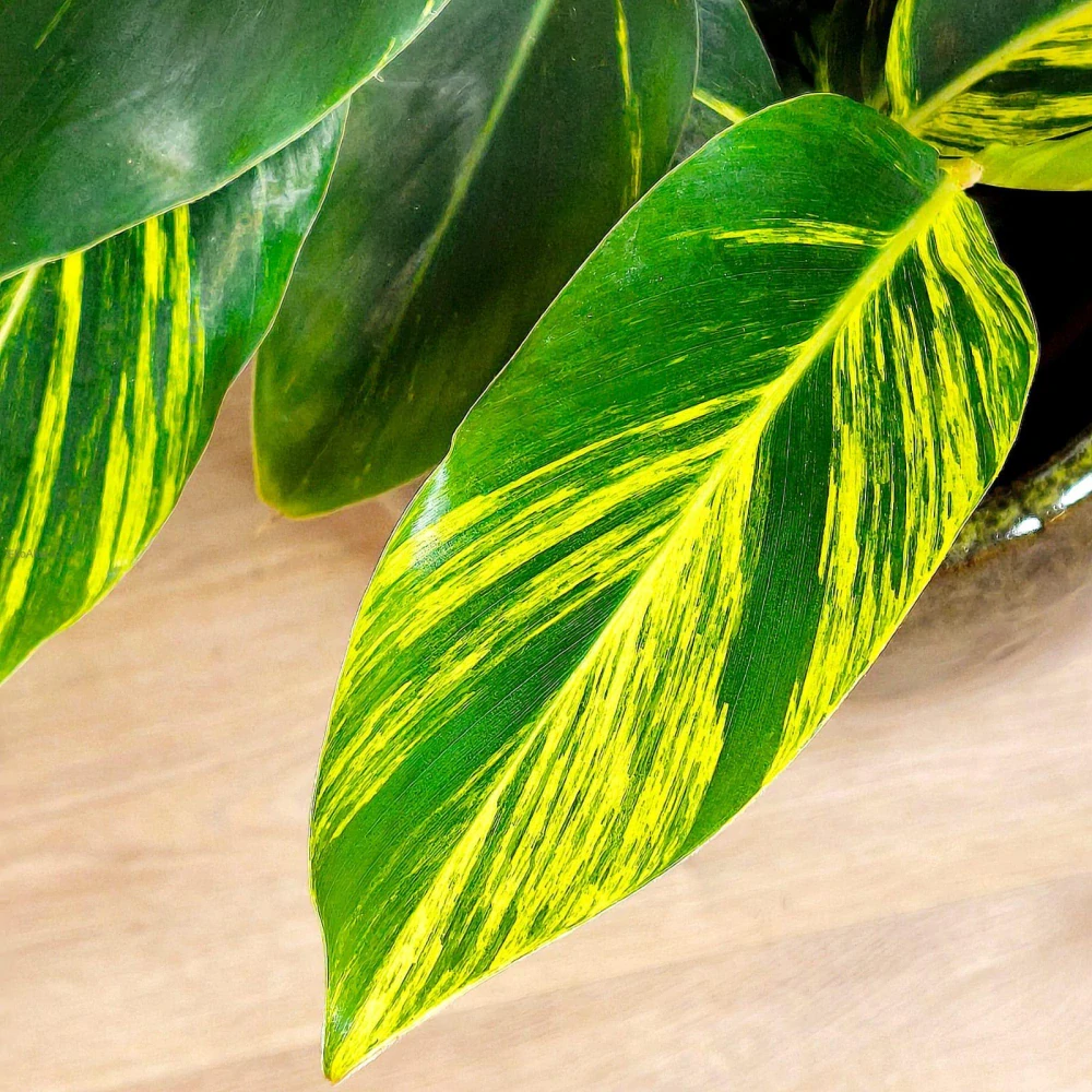 Alpinia zerumbet "Variegata"