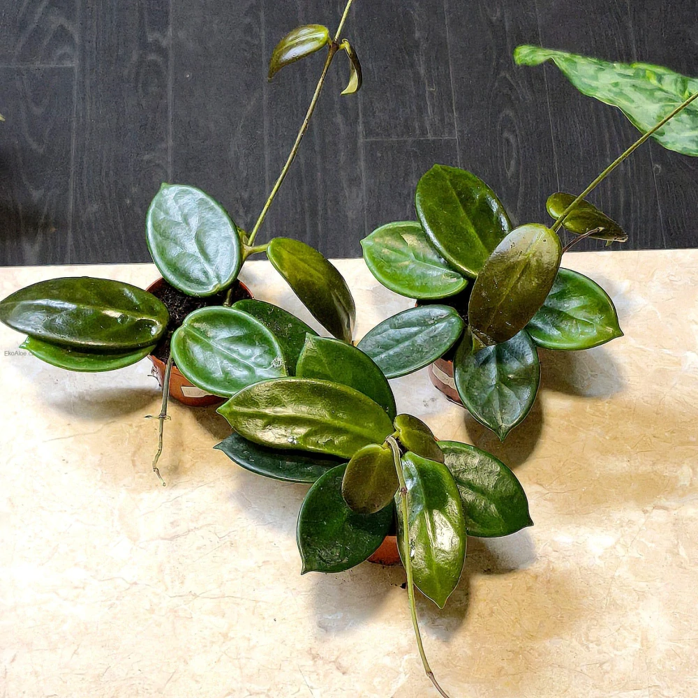 Hoya Vangviengiensis řízek k zakořenění