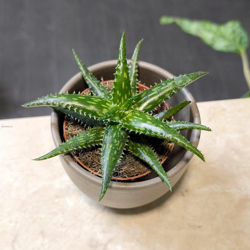 Aloe jucunda