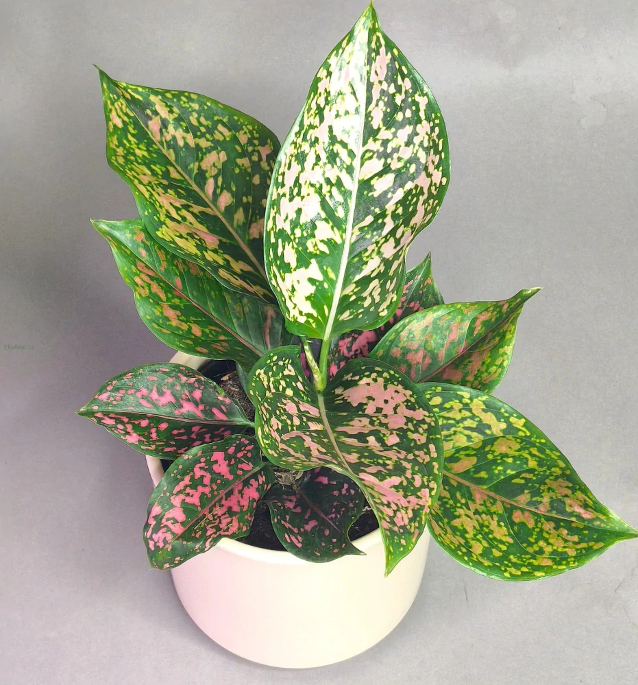 Aglaonema commutatum Schott