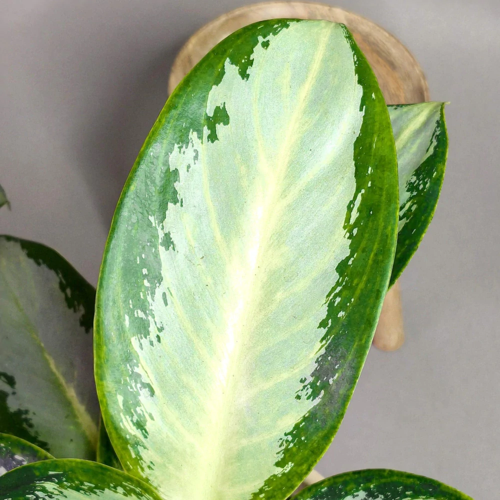 Aglaonema Silver Moon