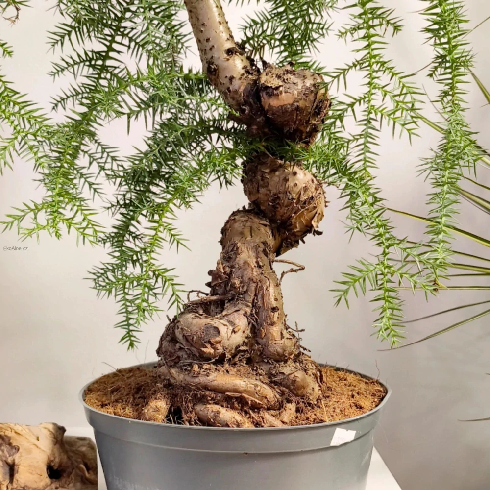 Araucaria Cunninghamii Bonsai