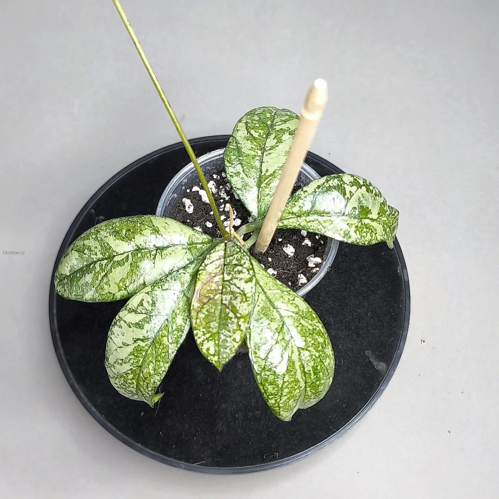 Hoya crassipetiolata silver splash round leaves