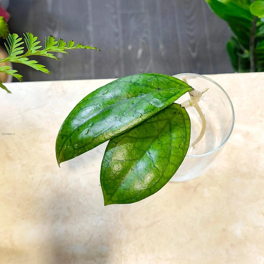 Hoya cv. Jenifer Řízek