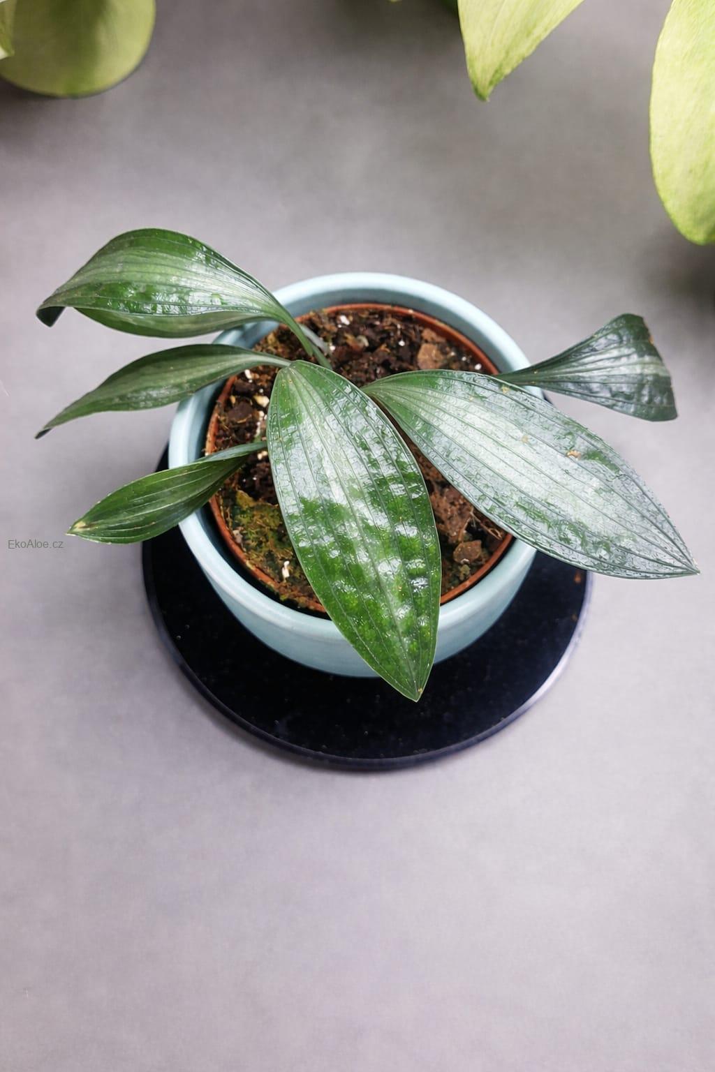Hoya Jita silver