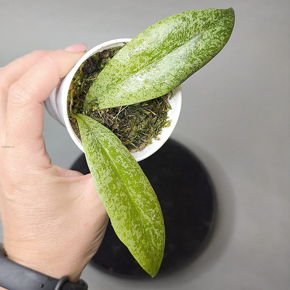 Hoya Jita silver
