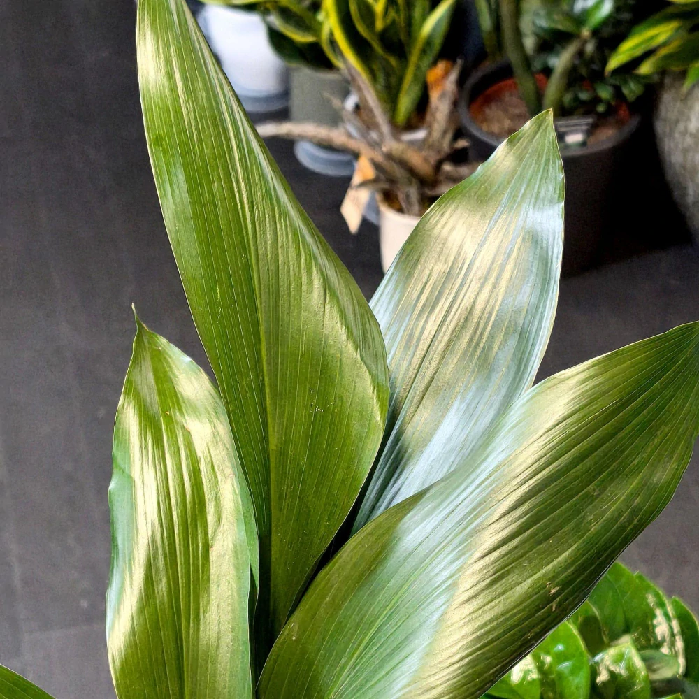Aspidistra elatior. Kořenokvětka