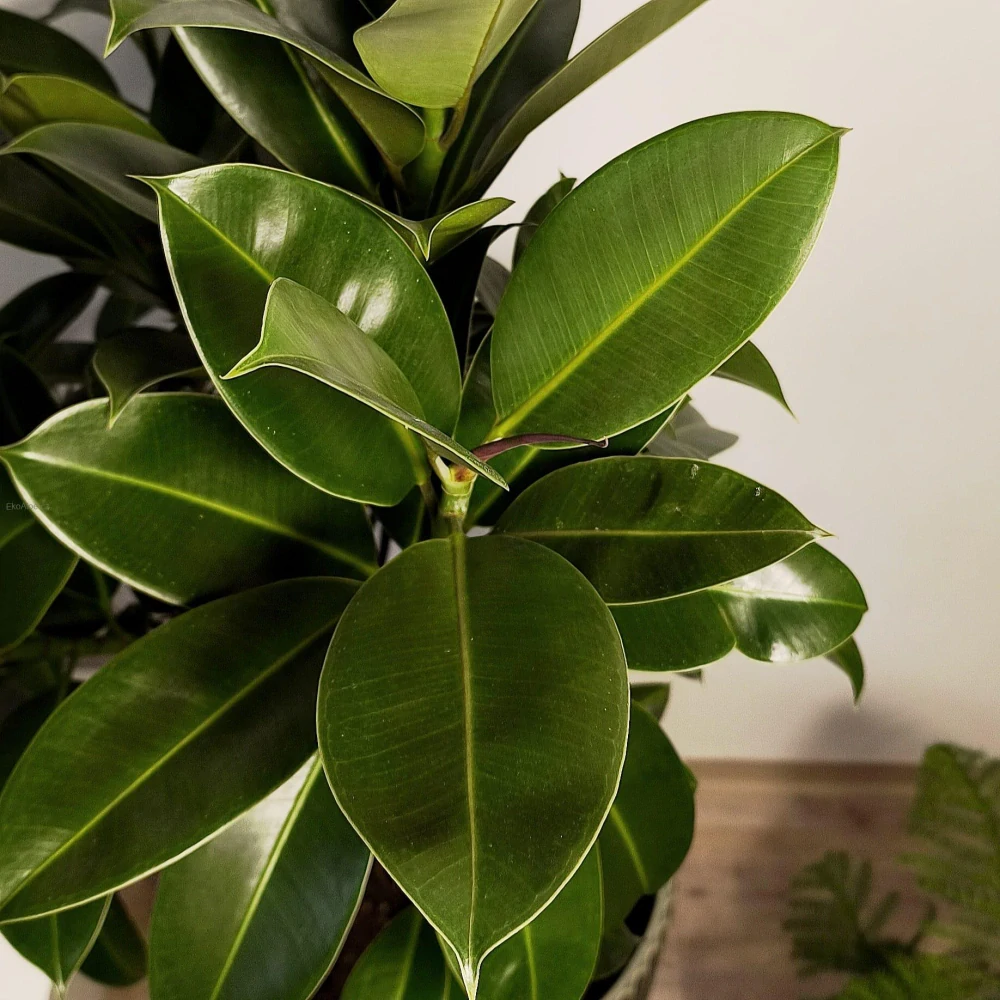 Ficus elastica Melany na stonku XXL