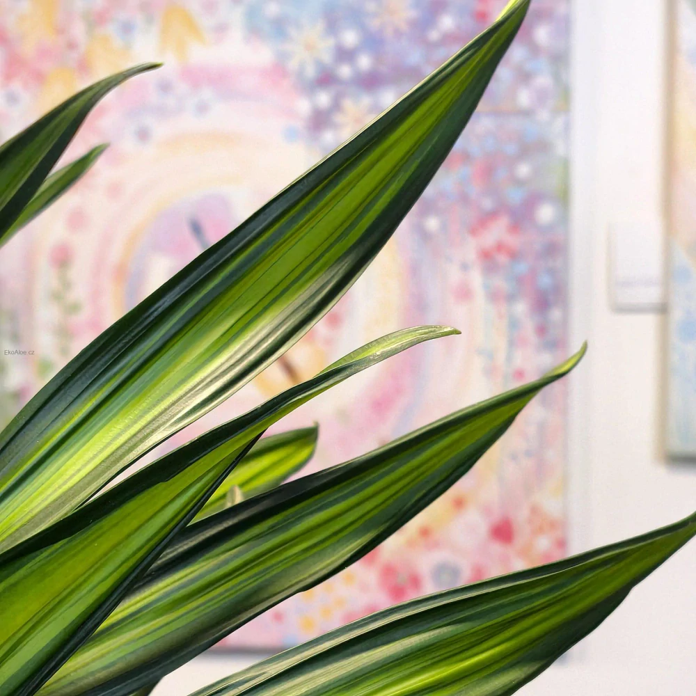 Dracaena Rikki