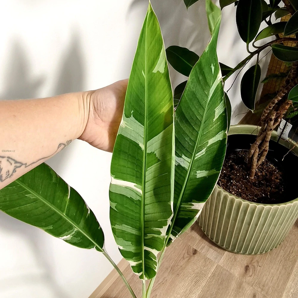 Musa florida variegata