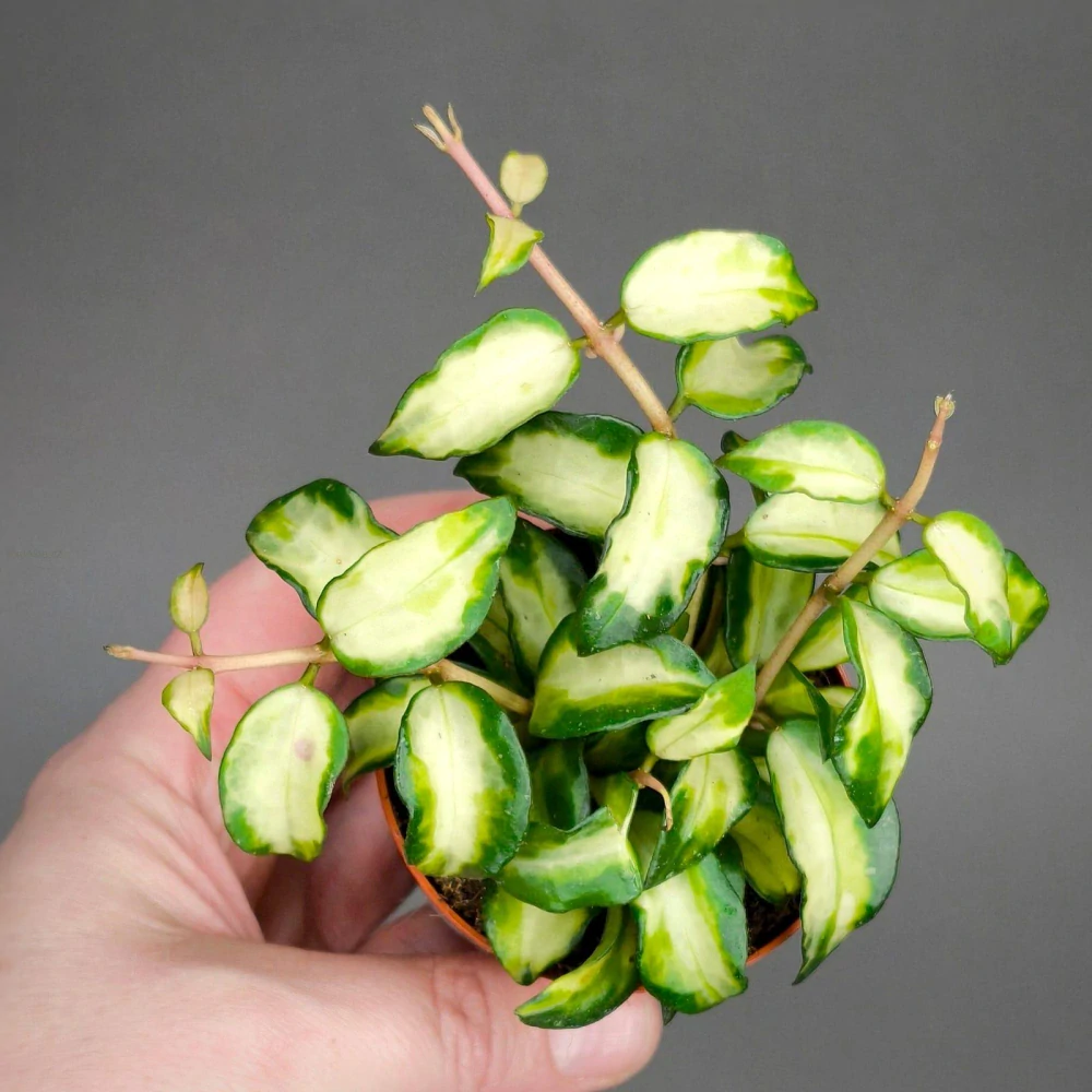 Hoya lacunosa sp.Bruno