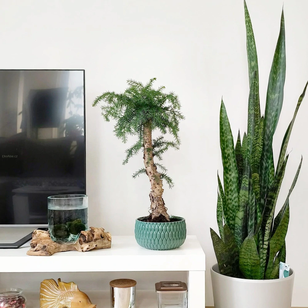 Araucaria Cunninghamii Bonsai